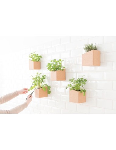 Grow Box Duo (Rabanete, Br&oacute;loco, R&uacute;cula, Beterraba, ...) | Life in a Bag