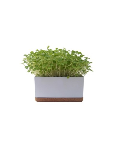 Grow Box uno | Life in a Bag