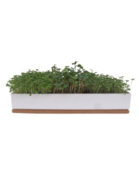 Grow Box Trio (Rabanete,Br&oacute;colo, R&uacute;cula) | Life in a Bag