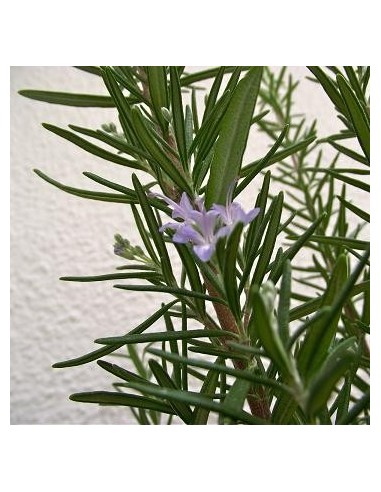 Bath salts - PASSION Magic Bath 100 gr | Magic Bath
