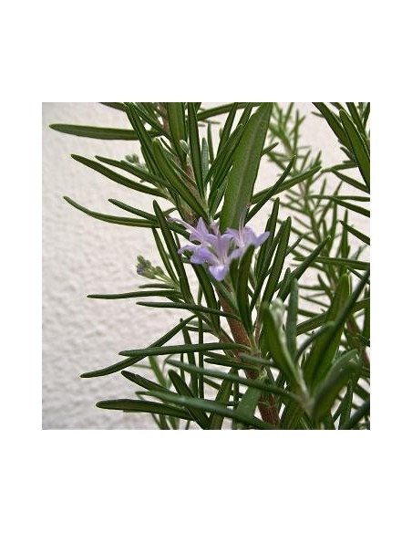 Bath salts - PASSION Magic Bath 100 gr | Magic Bath
